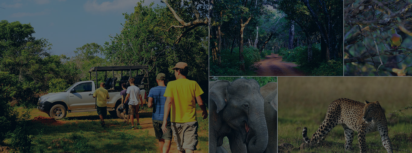 Sri Lanka coastal road with palm trees
