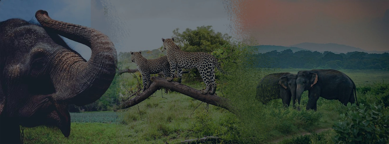 Sri Lanka coastal road with palm trees